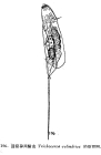 Trichocerca cylindrica
