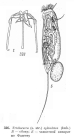 Trichocerca cylindrica