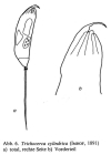 Trichocerca cylindrica