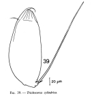 Trichocerca cylindrica
