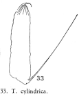 Trichocerca cylindrica