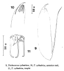 Trichocerca cylindrica