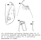 Trichocerca cylindrica