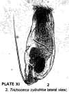 Trichocerca cylindrica
