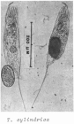 Trichocerca cylindrica