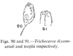 Trichocerca dixonnuttalli