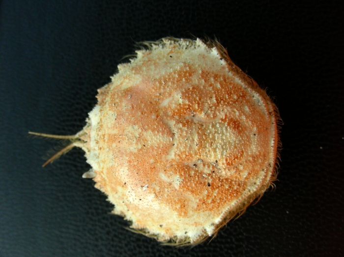 Cirkelronde krab Cirkelronde krab