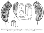 Trichocerca dixonnuttalli