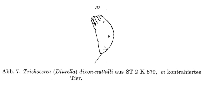 Trichocerca dixonnuttalli Trichocerca dixonnuttalli