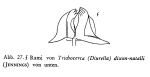 Trichocerca dixonnuttalli