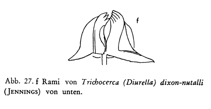 Trichocerca dixonnuttalli Trichocerca dixonnuttalli