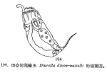 Trichocerca dixonnuttalli
