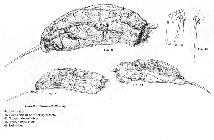 Trichocerca dixonnuttalli - Original description image