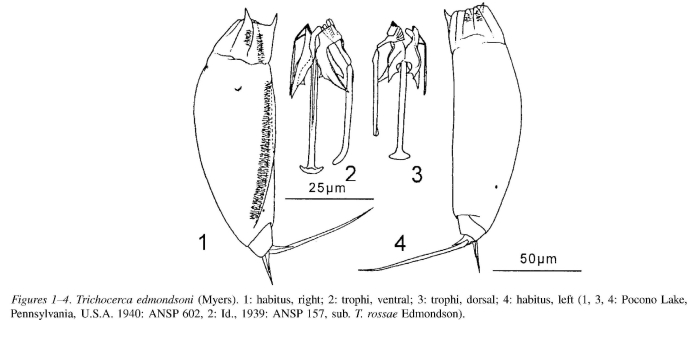 Trichocerca edmondsoni Trichocerca edmondsoni