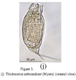 Trichocerca edmondsoni