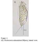 Trichocerca edmondsoni