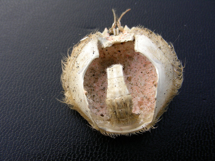 Cirkelronde krab Cirkelronde krab