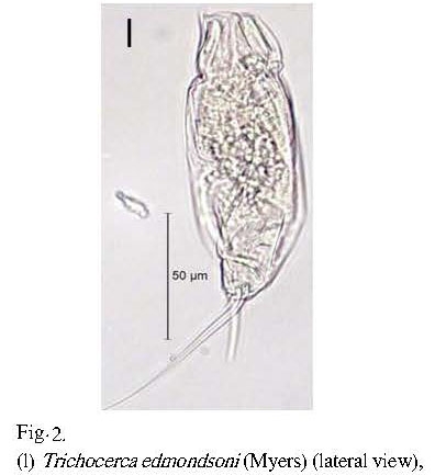 Trichocerca edmondsoni Trichocerca edmondsoni