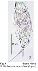 Trichocerca edmondsoni