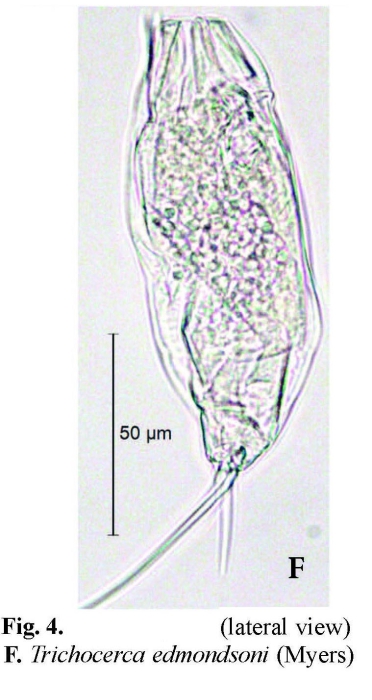 Trichocerca edmondsoni Trichocerca edmondsoni