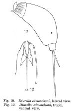 Trichocerca edmondsoni - Original description image