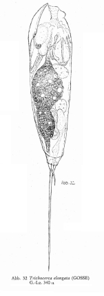 Trichocerca elongata