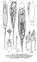 Trichocerca elongata