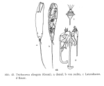 Trichocerca elongata
