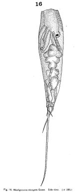Trichocerca elongata