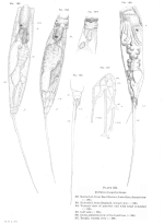 Trichocerca elongata