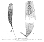 Trichocerca elongata