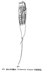 Trichocerca elongata