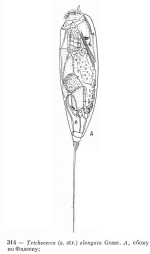 Trichocerca elongata