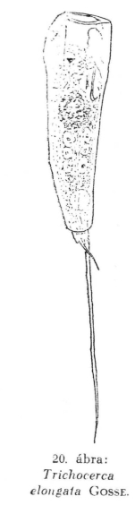 Trichocerca elongata
