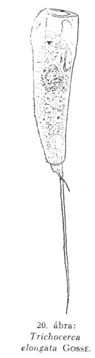 Trichocerca elongata Trichocerca elongata
