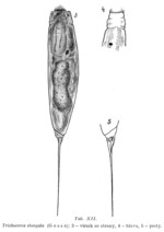 Trichocerca elongata