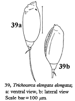 Trichocerca elongata