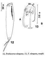 Trichocerca elongata