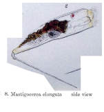 Trichocerca elongata - Original description image