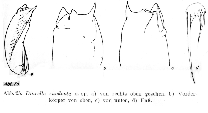 Trichocerca euodonta Trichocerca euodonta