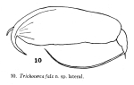 Trichocerca falx - Original description image