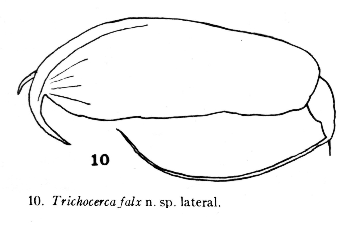 Trichocerca falx - Original description image
