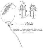 Trichocerca flagellata