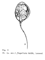 Trichocerca flagellata