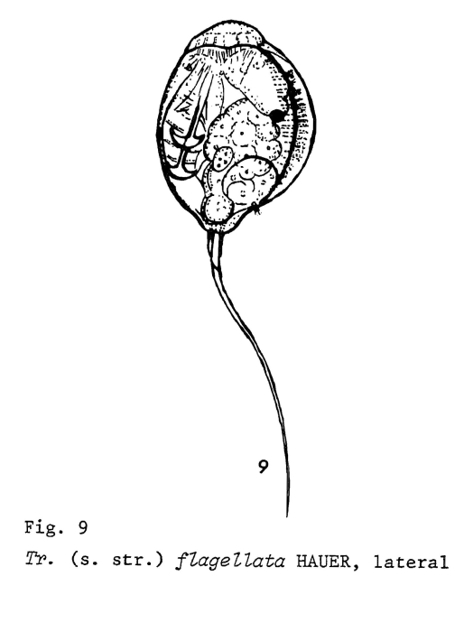 Trichocerca flagellata Trichocerca flagellata