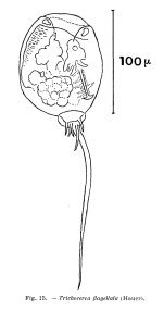 Trichocerca flagellata