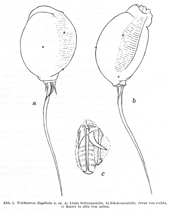 Trichocerca flagellata - Original description image