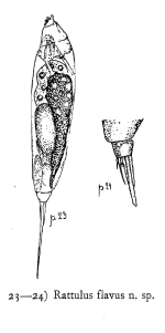 Trichocerca flava - Original description image