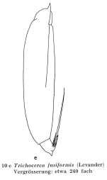 Trichocerca fusiformis