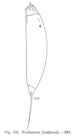 Trichocerca fusiformis